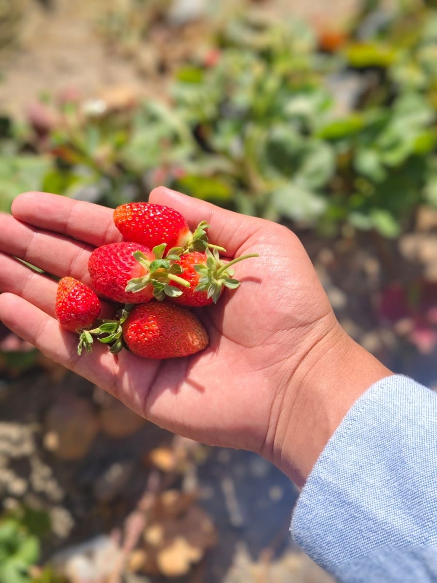 HACILAR AŞAĞI MAHALLEDE 653 M2 SATILIK TEMİZ PARSELLİ BAĞ EVİ - Resim 5