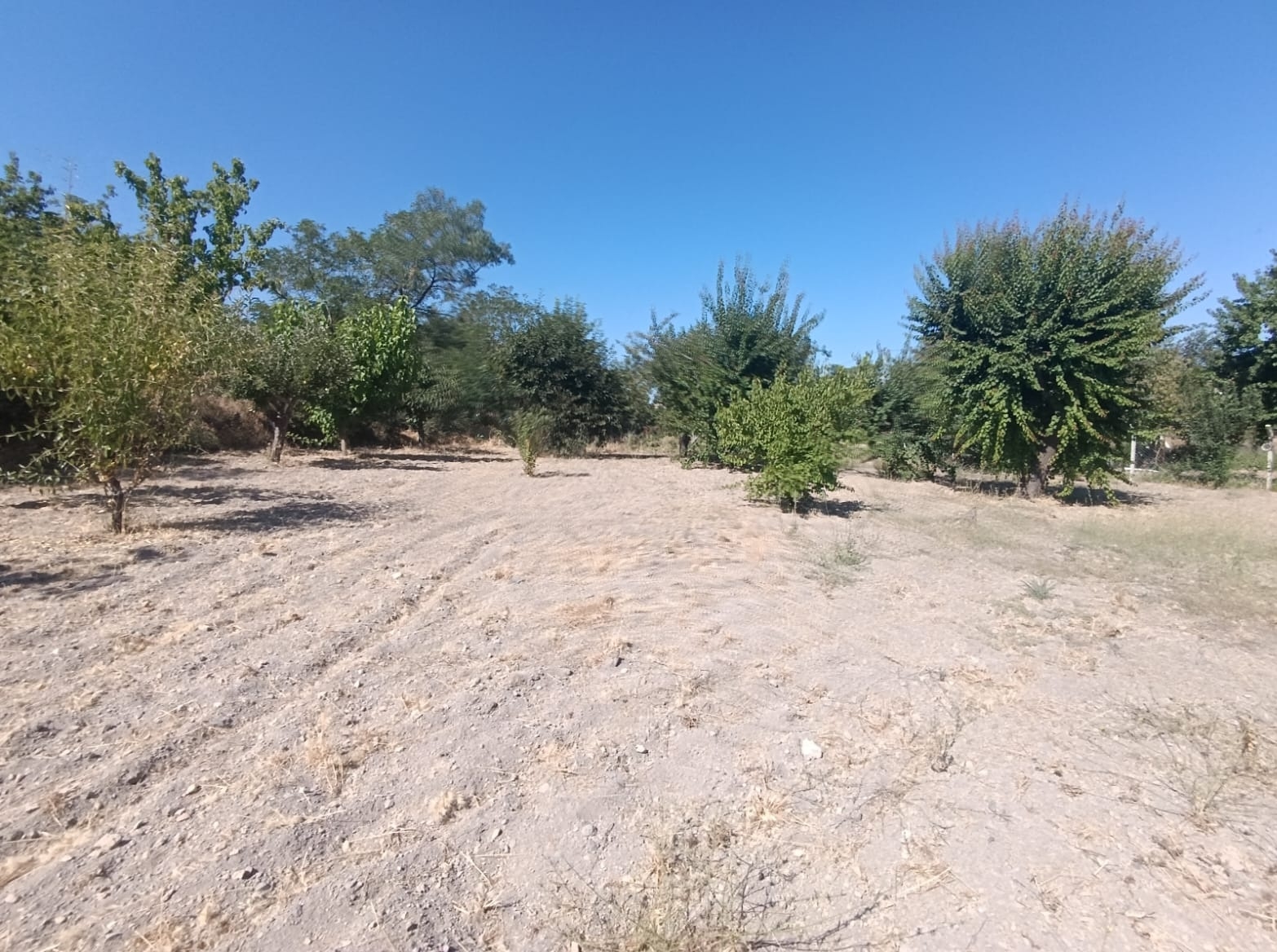 Hacılar Yukarda İmara Girmiş 1215 Metre Satılık Bağ - Resim 9