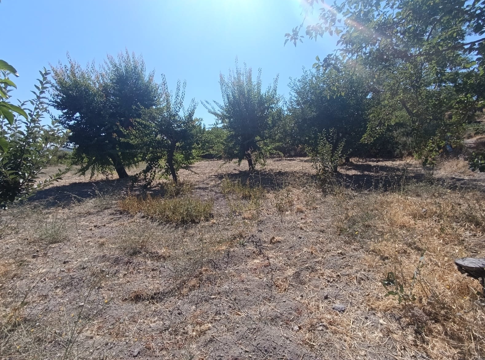 Hacılar Yukarda İmara Girmiş 1215 Metre Satılık Bağ - Resim 4