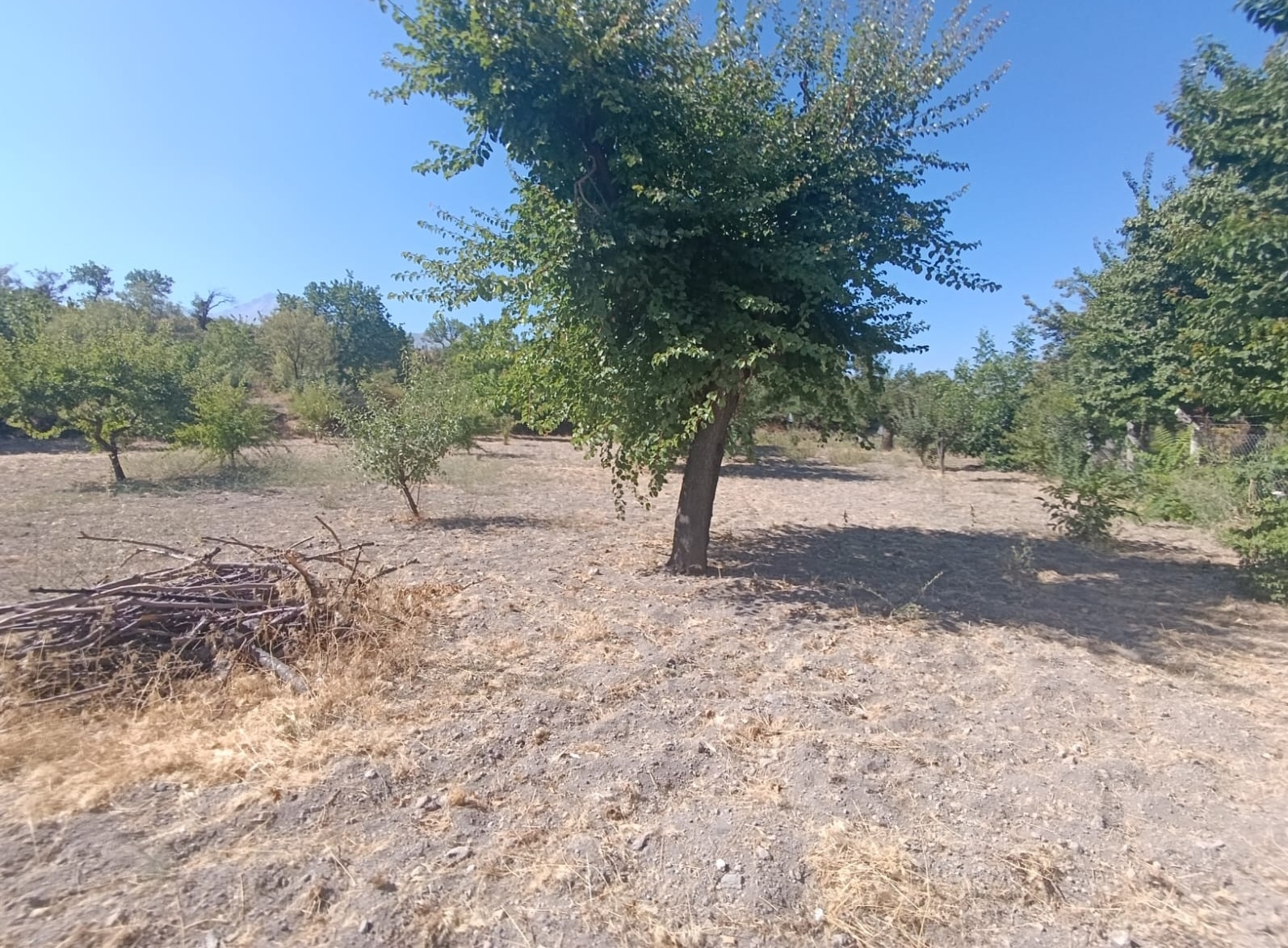 Hacılar Yukarda İmara Girmiş 1215 Metre Satılık Bağ - Resim 7