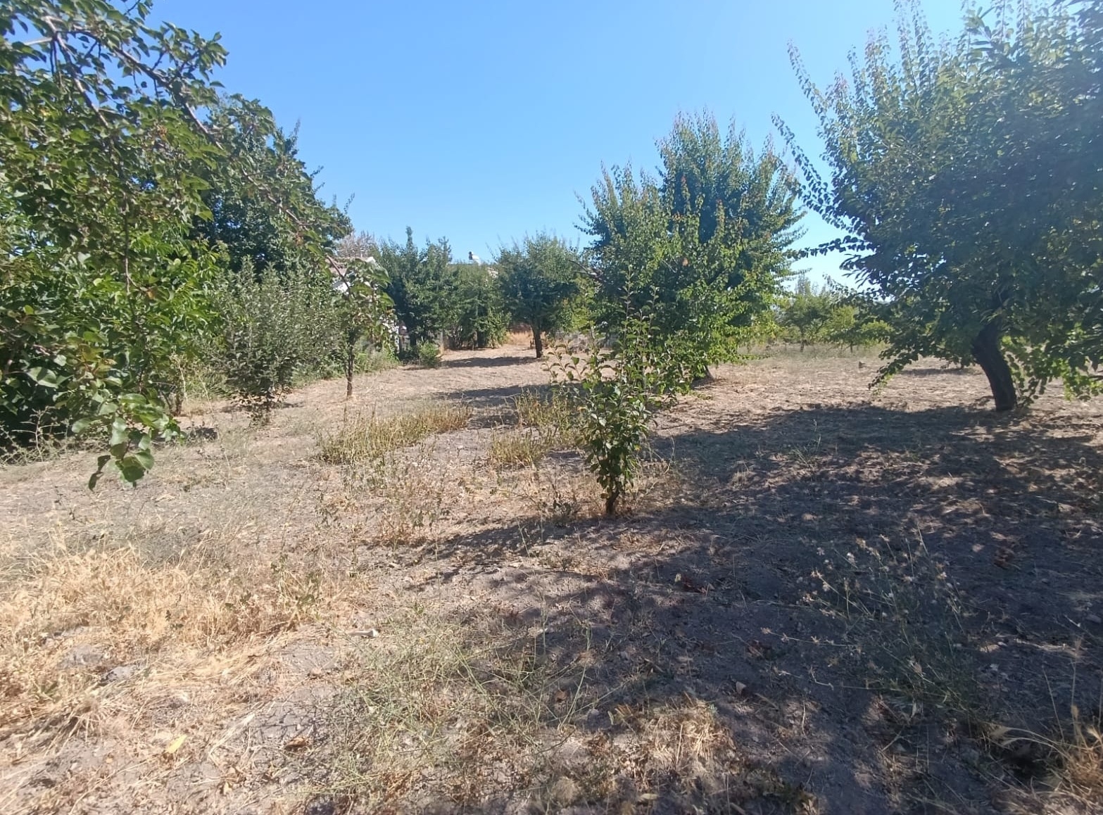 Hacılar Yukarda İmara Girmiş 1215 Metre Satılık Bağ - Resim 2