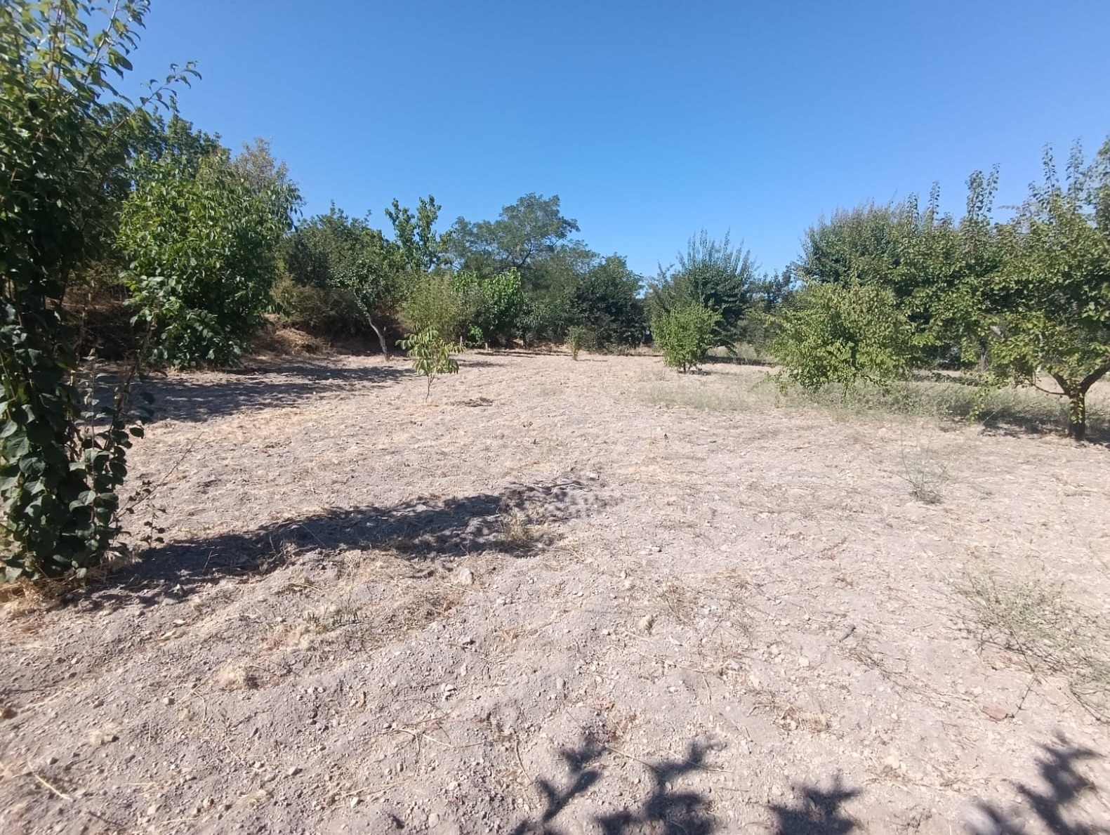 Hacılar Yukarda İmara Girmiş 1215 Metre Satılık Bağ - Resim 14