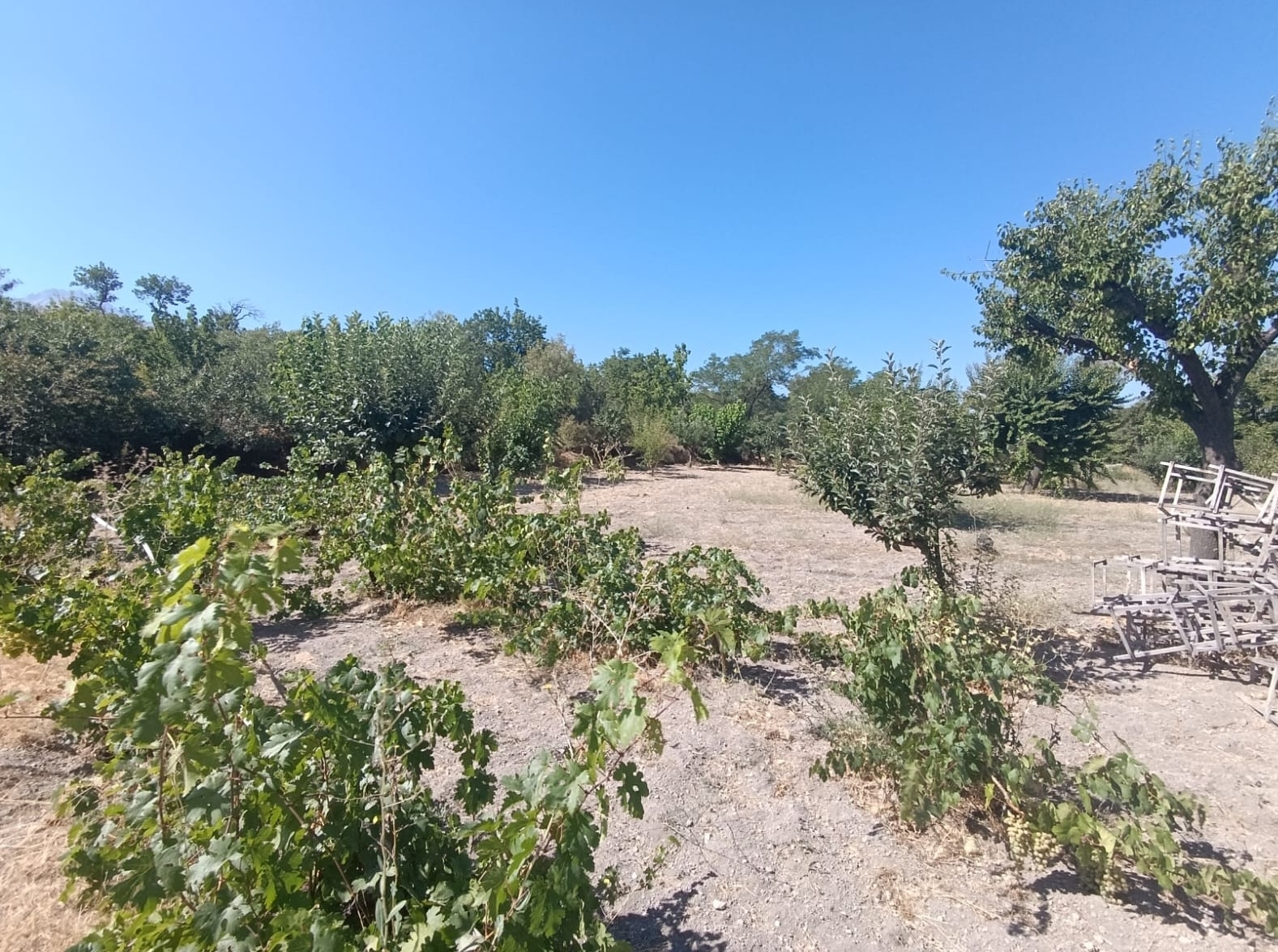 Hacılar Yukarda İmara Girmiş 1215 Metre Satılık Bağ - Resim 10