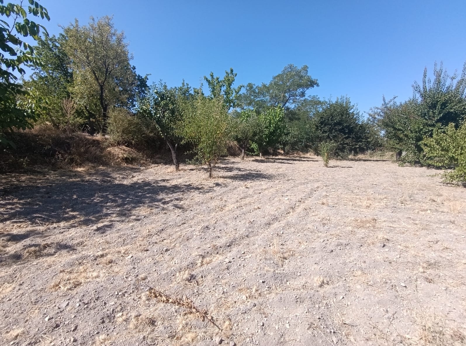 Hacılar Yukarda İmara Girmiş 1215 Metre Satılık Bağ - Resim 3