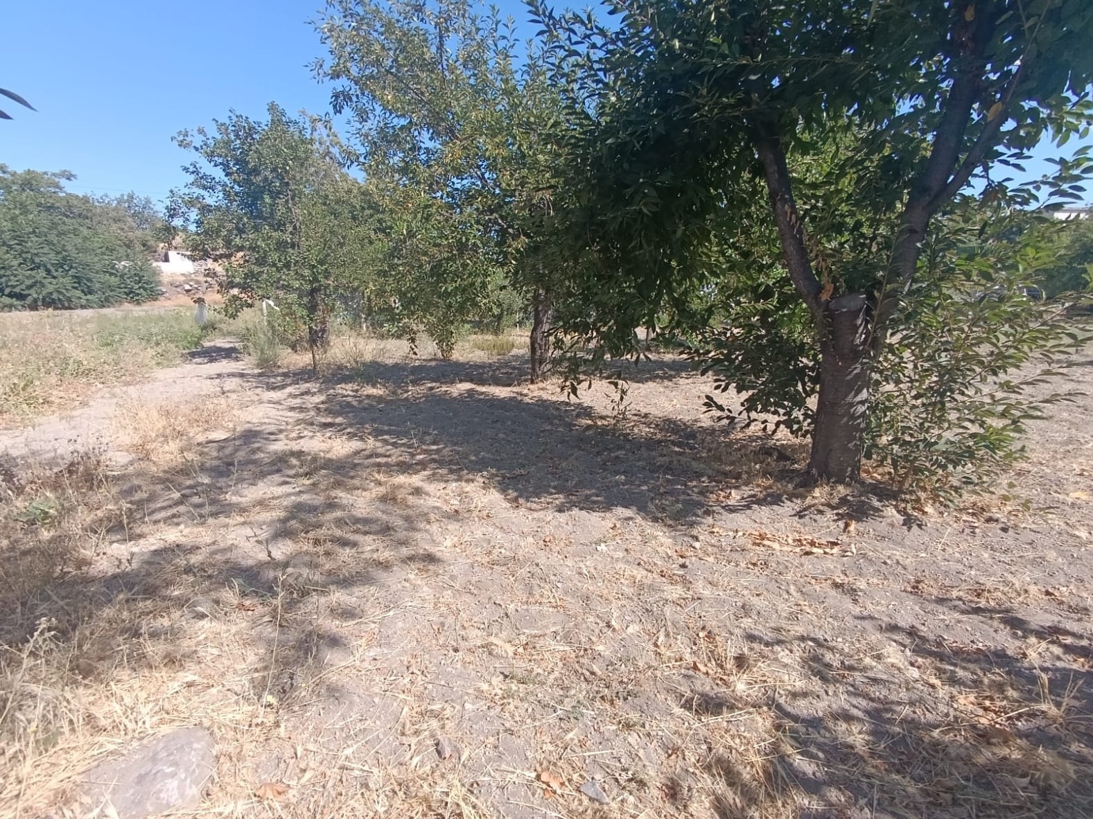 Hacılar Yukarda İmara Girmiş 1215 Metre Satılık Bağ - Resim 12