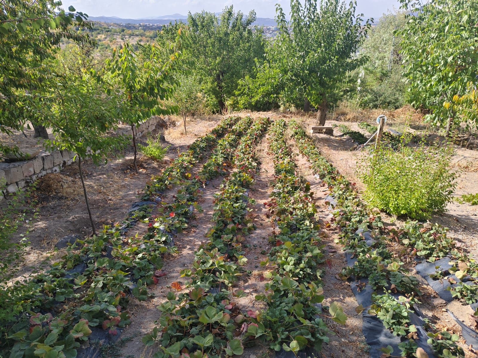 HACILAR AŞAĞI MAHALLEDE 653 M2 SATILIK TEMİZ PARSELLİ BAĞ EVİ - Resim 18