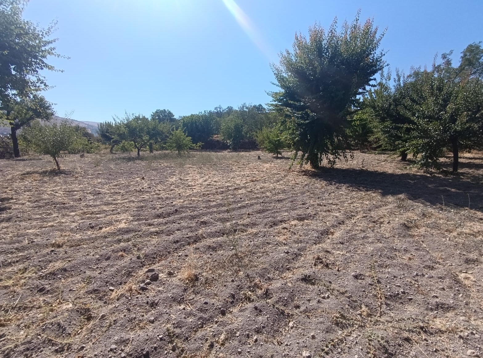 Hacılar Yukarda İmara Girmiş 1215 Metre Satılık Bağ - Resim 15