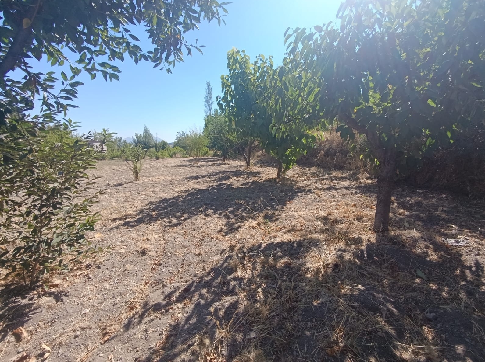 Hacılar Yukarda İmara Girmiş 1215 Metre Satılık Bağ - Resim 21