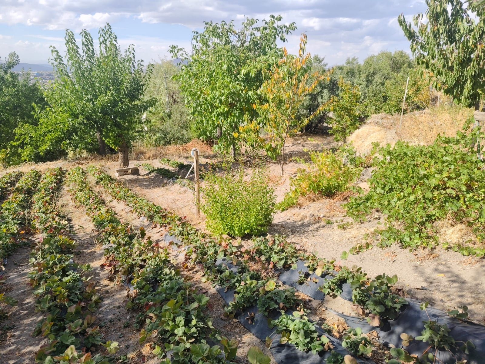 HACILAR AŞAĞI MAHALLEDE 653 M2 SATILIK TEMİZ PARSELLİ BAĞ EVİ - Resim 3