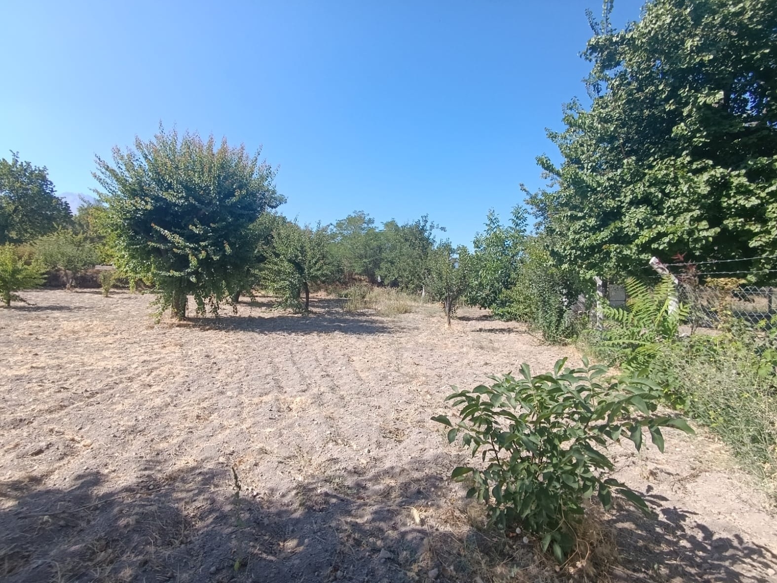 Hacılar Yukarda İmara Girmiş 1215 Metre Satılık Bağ - Resim 8