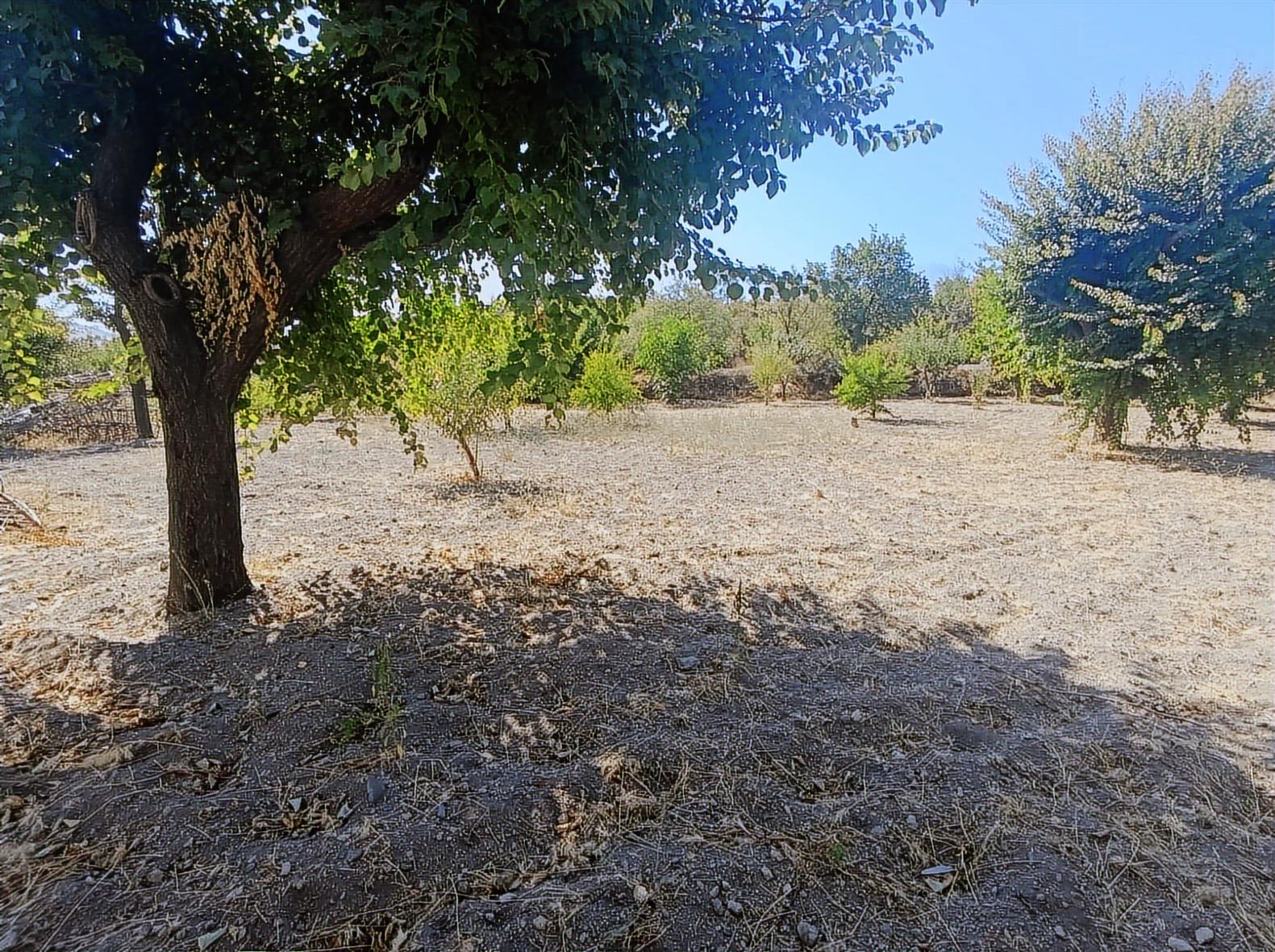 Hacılar Yukarda İmara Girmiş 1215 Metre Satılık Bağ