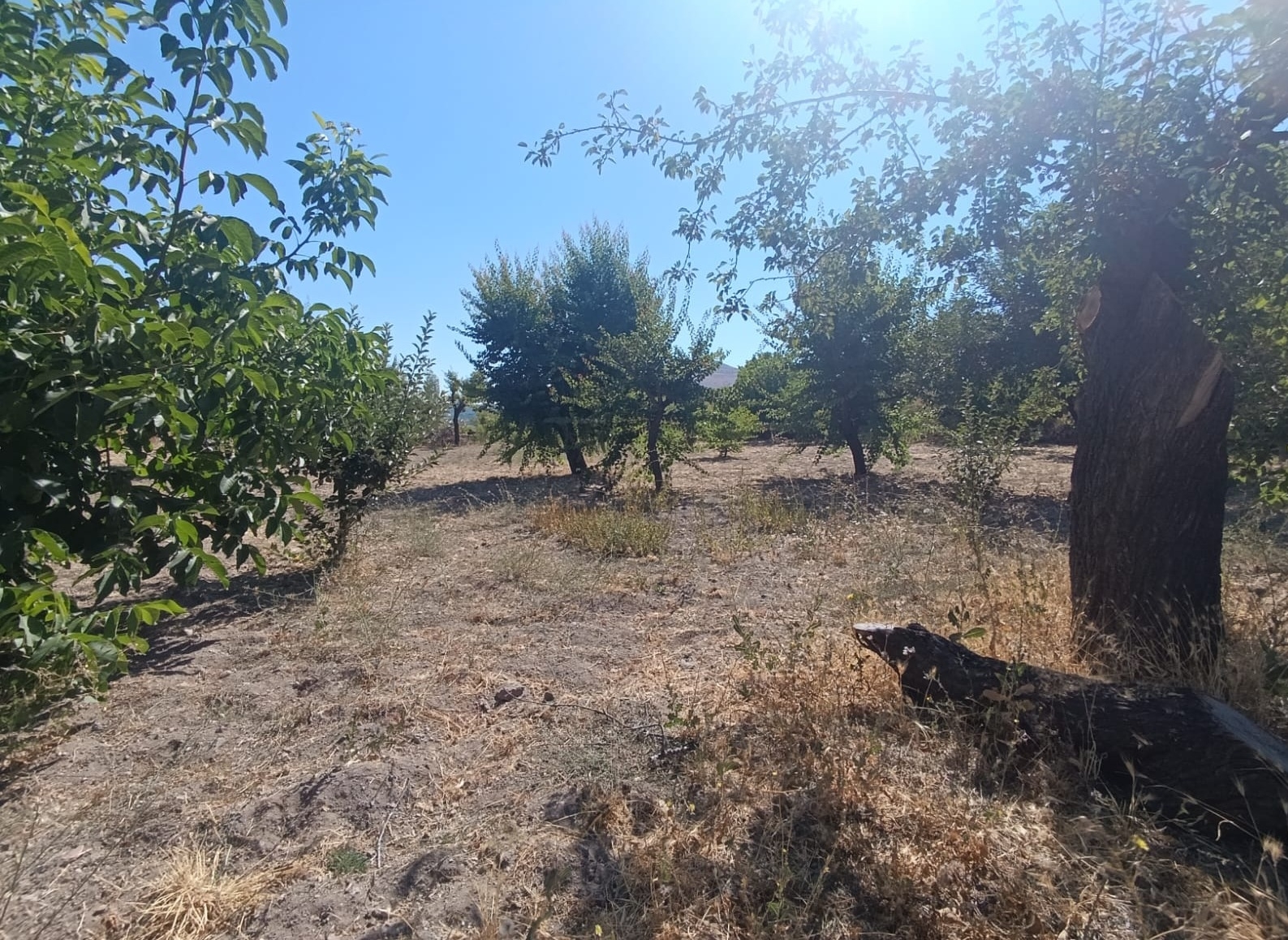 Hacılar Yukarda İmara Girmiş 1215 Metre Satılık Bağ - Resim 22