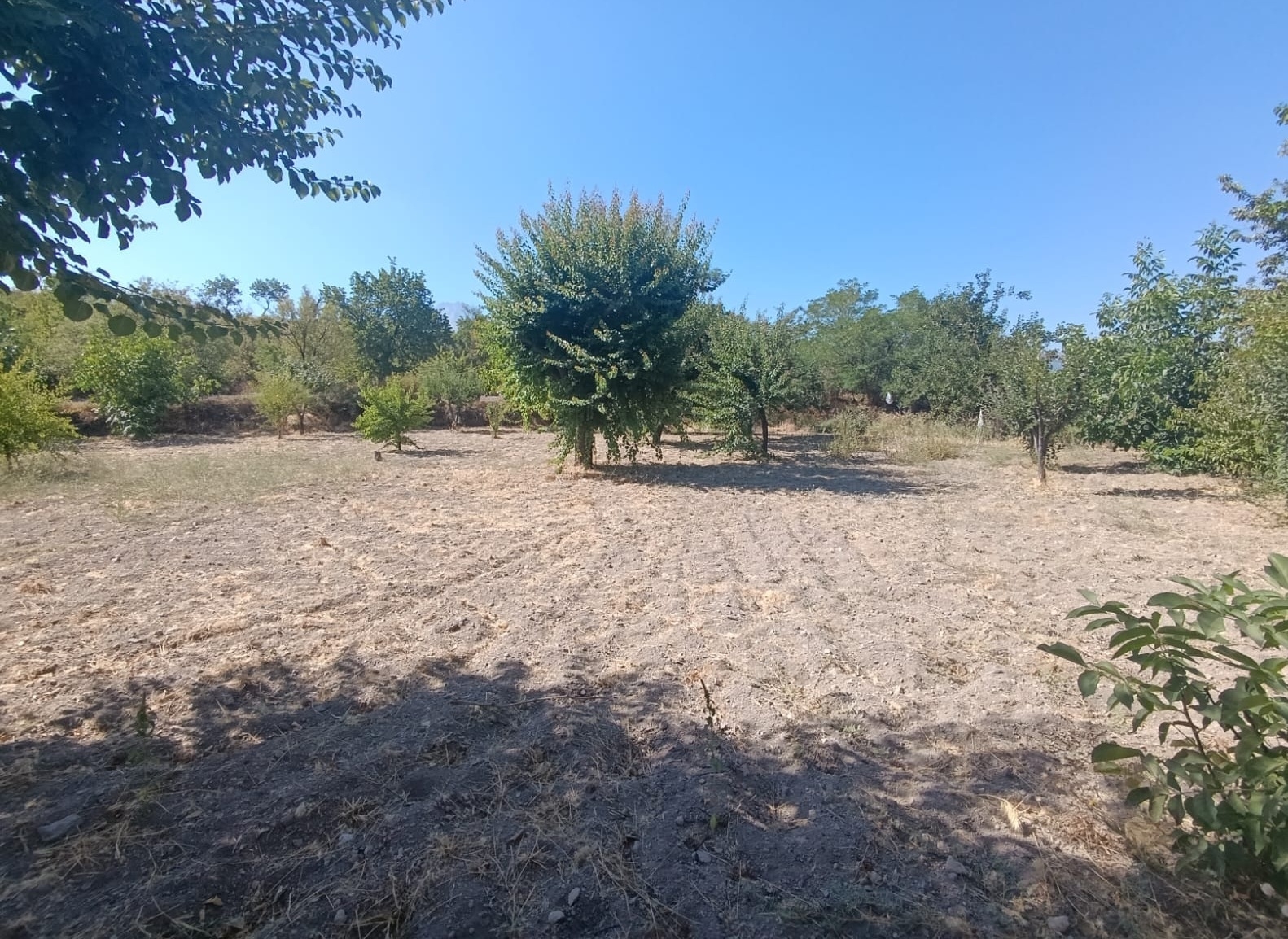 Hacılar Yukarda İmara Girmiş 1215 Metre Satılık Bağ - Resim 18