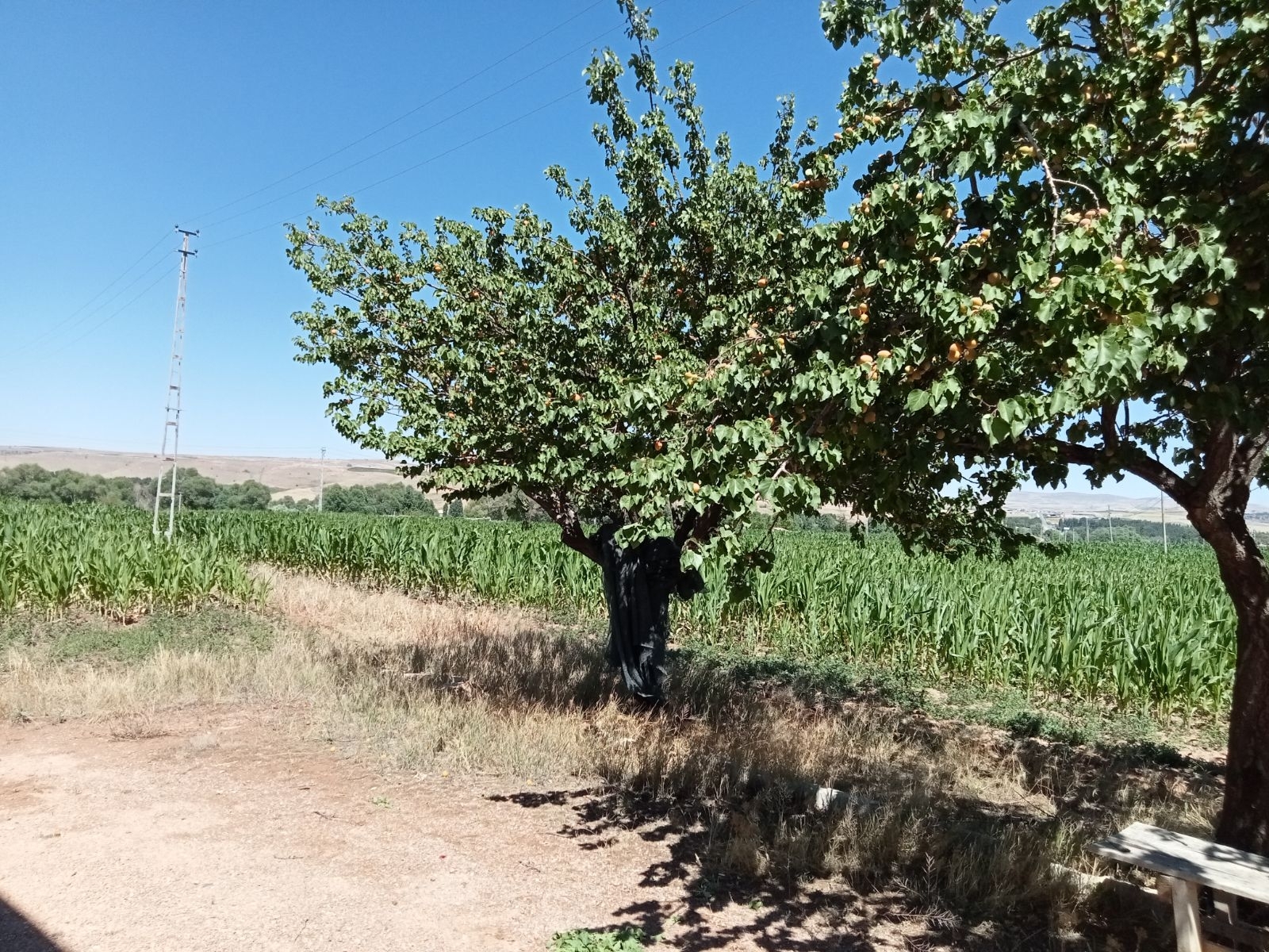 10 Dönüm Tarla İçinde Satılık Müstakil Ev Yer Konum Harika - Resim 22