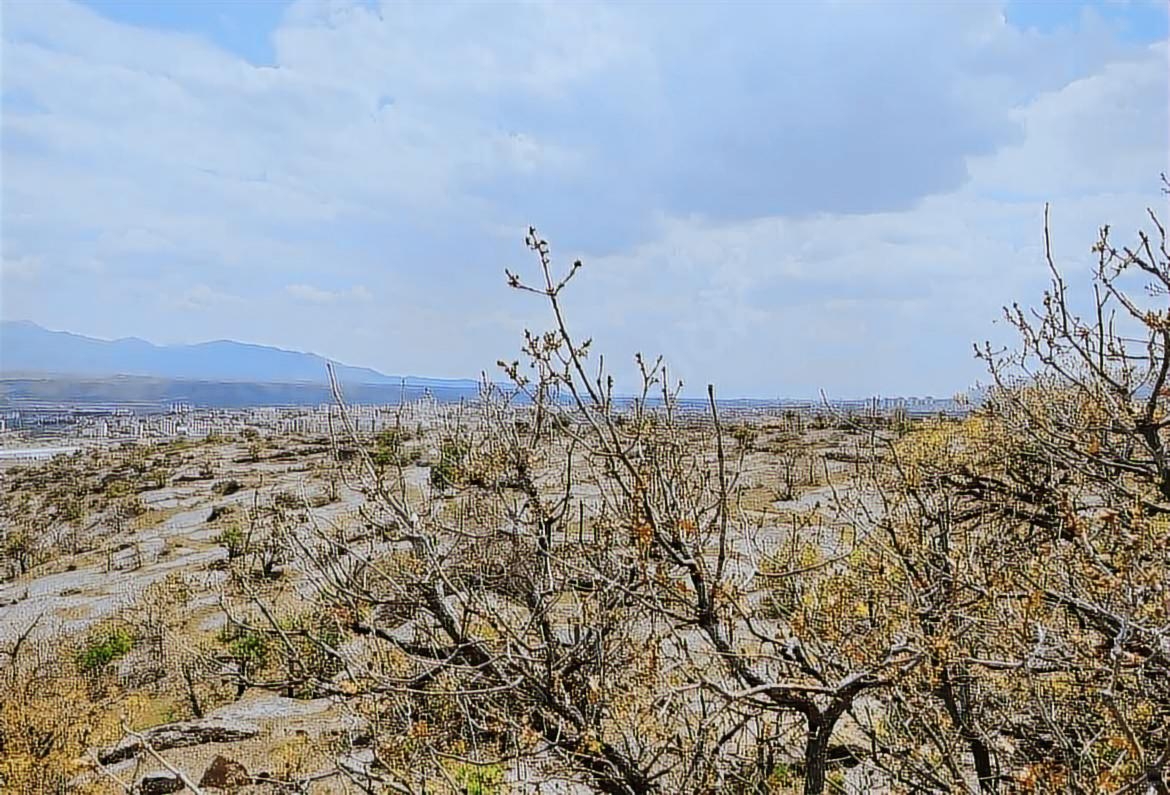 - İNCESU MERKEZE YAKIN EN UYGUN FİYATLI SATILIK 5000m2 BAĞ - Resim 7