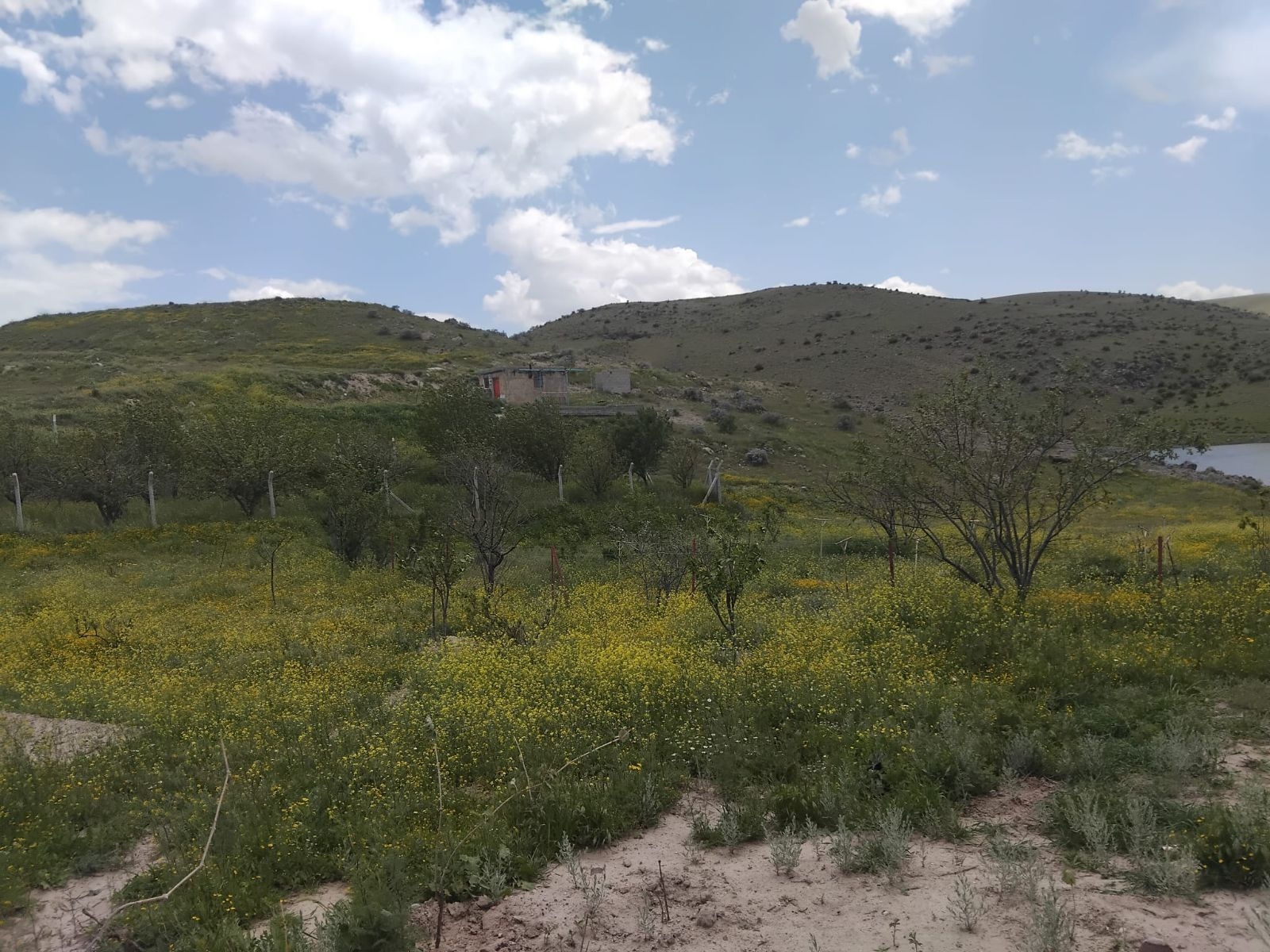 YUVALIDA FIRSAT SATILIK BAĞ - Resim 7