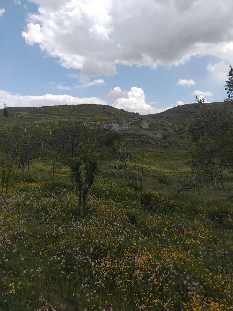 YUVALIDA FIRSAT SATILIK BAĞ - Resim 15