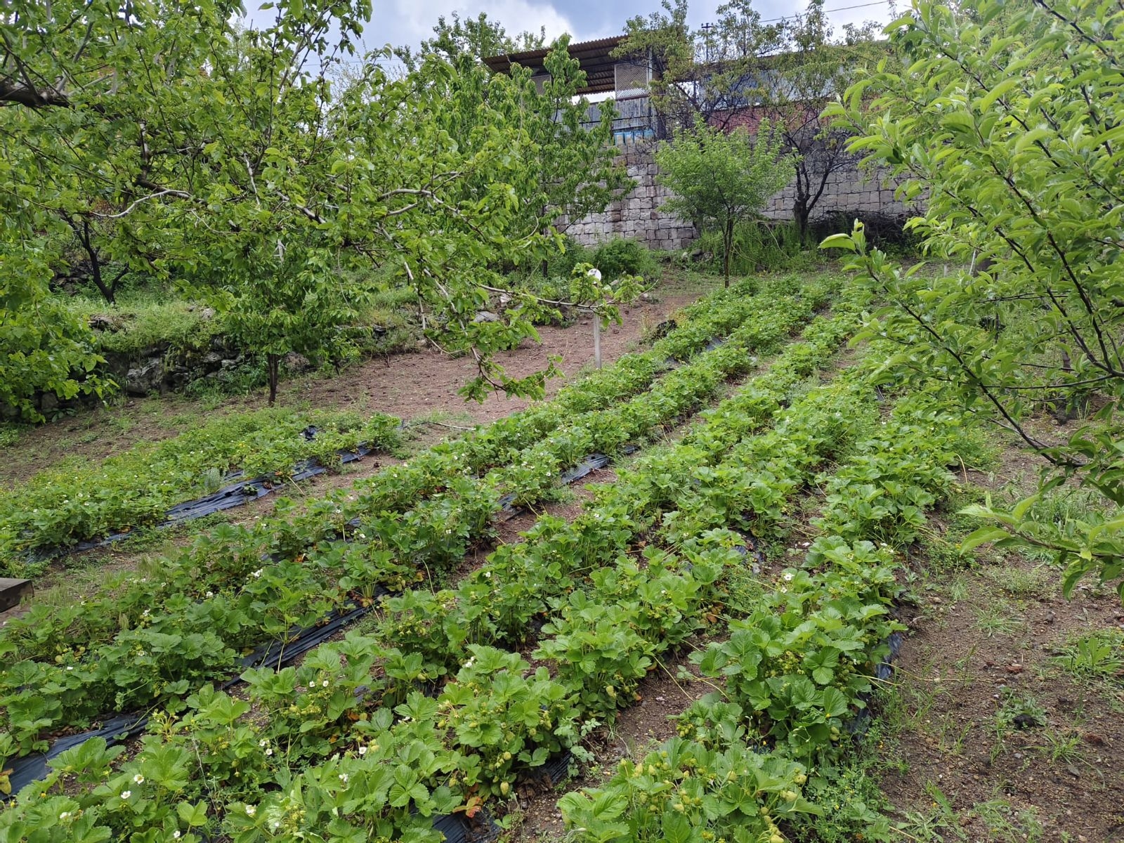 HACILAR AŞAĞI SATILIK BAĞ EVİ - Resim 6