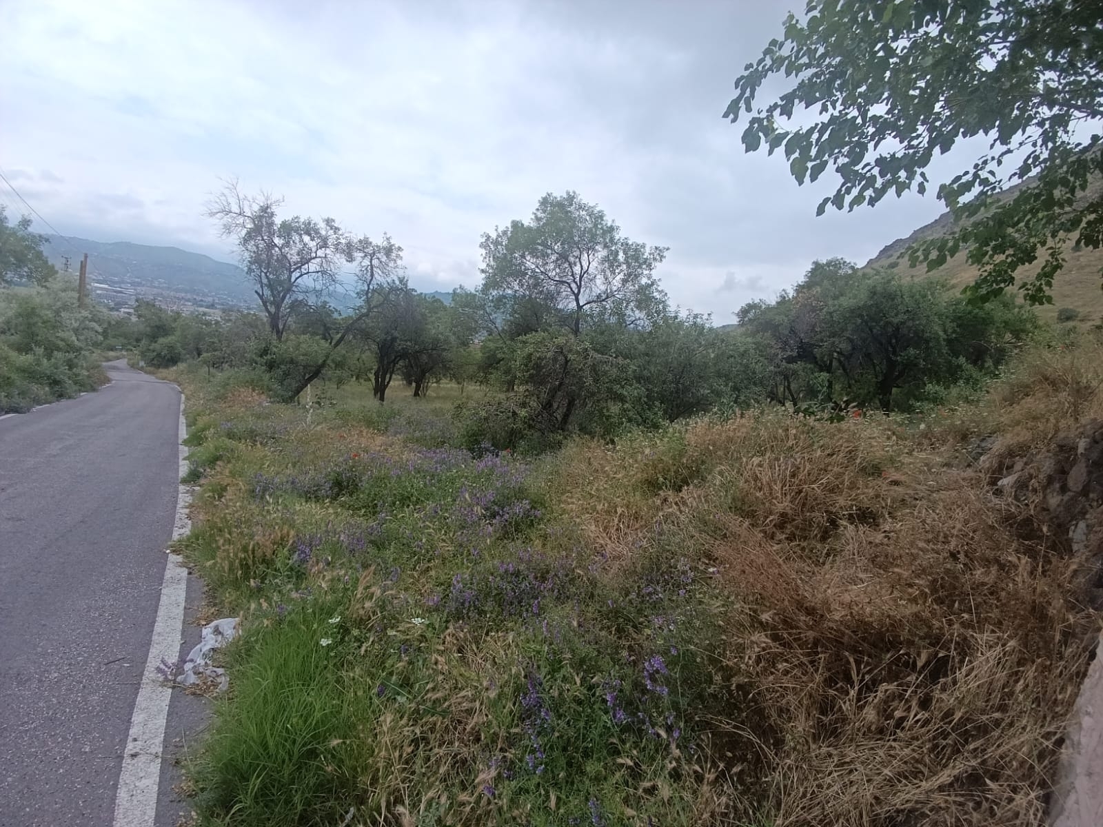 Altınolukta Manzaralı Anayola Cephe Satılık Kadastro Parsel - Resim 6